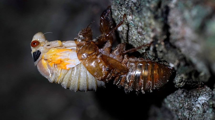 Billions of cicadas are about to emerge from 15 states in the US East. Scientists say Brood X is one of the biggest for these bugs which come out only once every 17 years. Credit: AP/PTI Photo