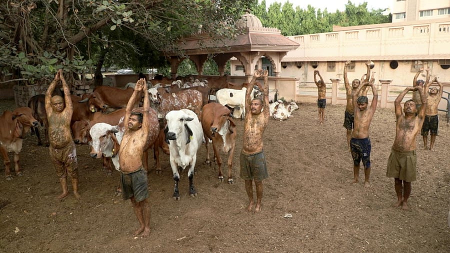 Frontline workers, perform Suryanamaskar after applying cow dung on their bodies during "cow dung therapy", believing it will boost immunity to fight against the coronavirus disease (Covid-19) at SGVP in Ahmedabad. Credit: PTI Photo