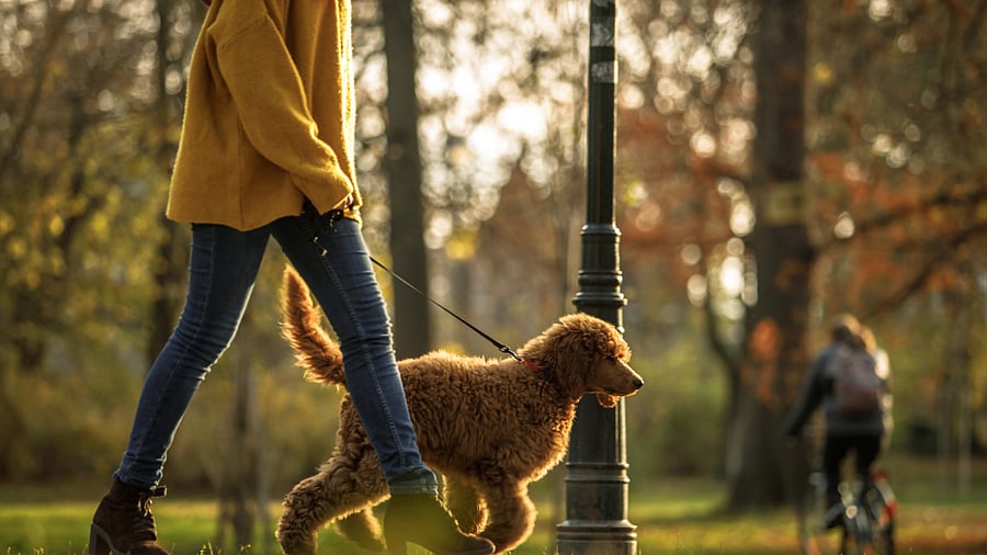 Vets were already struggling to meet the pre-pandemic demand, with veterinary schools unable to churn out enough doctors and techs to fill the void. Credit: iStock Photo
