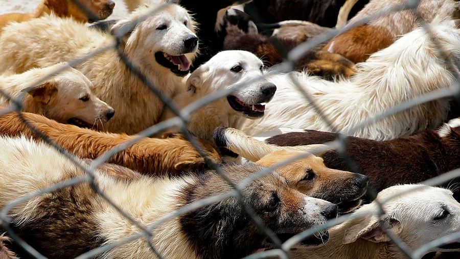 Rescued dogs are pictured at the Woof N'wags shelter on the outskirts of the village of Kfar Chellal, south of the Lebanese capital Beirut. Credit: AFP Photo
