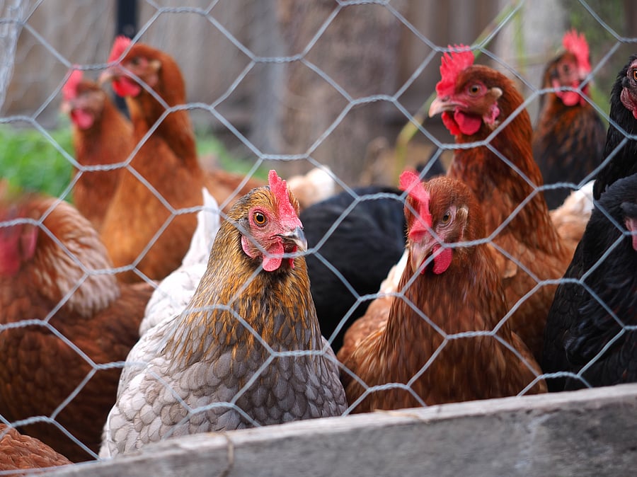 He said that a weekly poultry delicacy had contributed to his longevity. Credit: iStock Photo