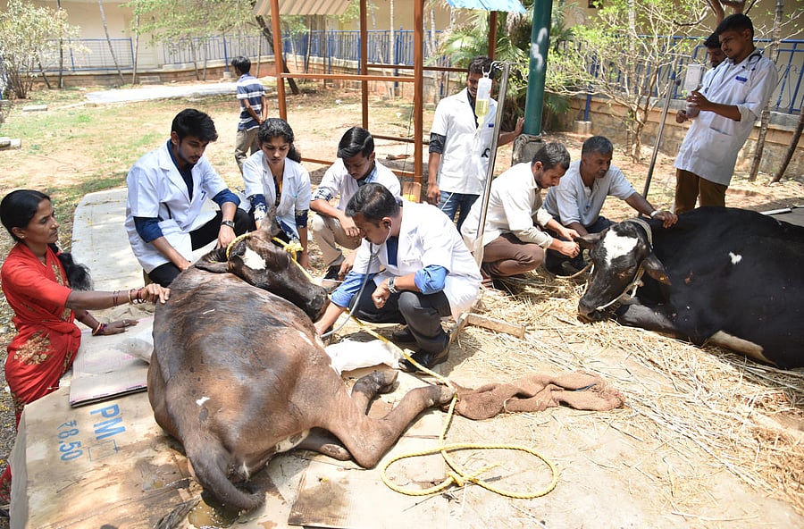 Even though not considered frontline workers in the fight against Covid-19, veterinarians and inspectors have been treating cattle which are the lifeline of the rural people. DH File Photo for representation