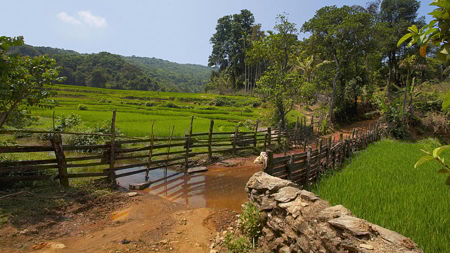 Anshi National Park. Credit: DH Photo