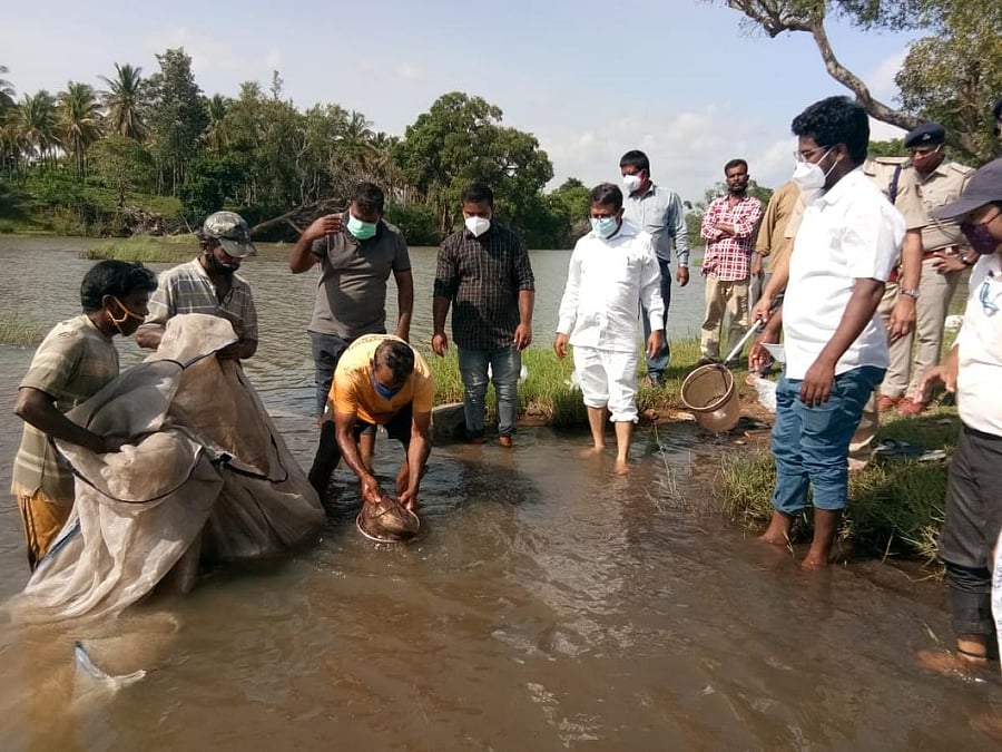 MLA Appachu Ranjan releases fingerlings into Harangi Matsyadhama near Kushalnagar on Monday. Credit: special arrangement