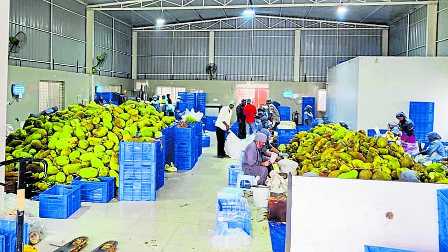 The processing of jackfruit into jackfruit cubes at the Phalada Agro Research Foundation unit in Bengaluru. Credit: DH Photo