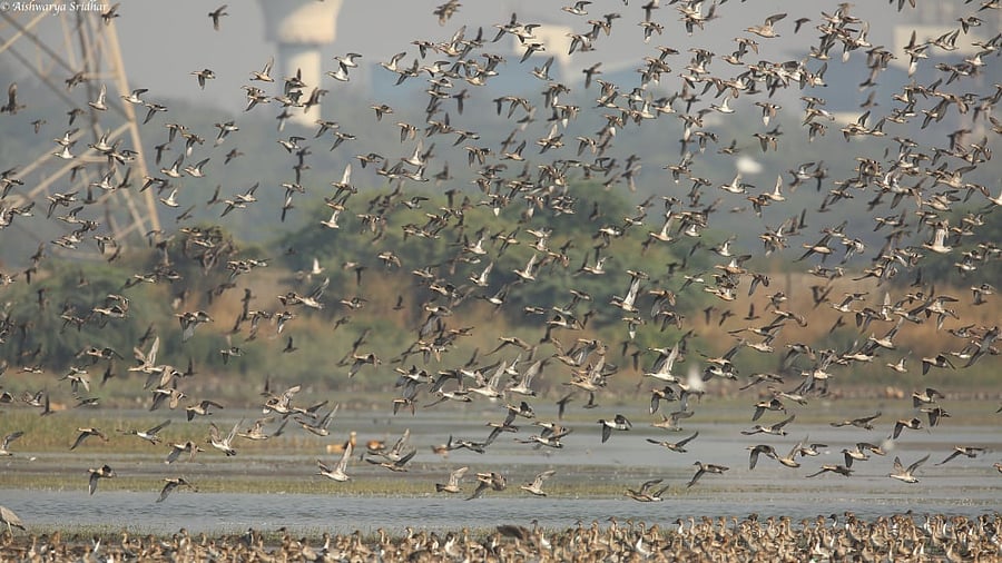 The 289-hectare Panje Wetland in Uran alone attracts 10,000 to 200,000 birds land during the migration seasons. Credit: NatConnect Foundation