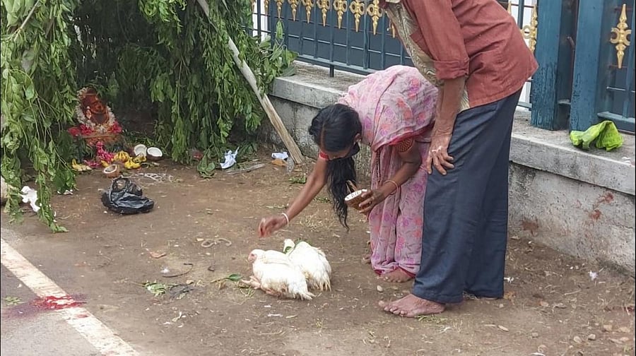 A woman offers a pair of fowls at a makeshift temple in Malavalli, Mandya district. Credit: DH photo
