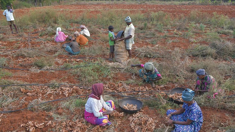 Farmers harvest ginger at a farm, on the outskirts of Bengaluru. Credit: AFP File Photo