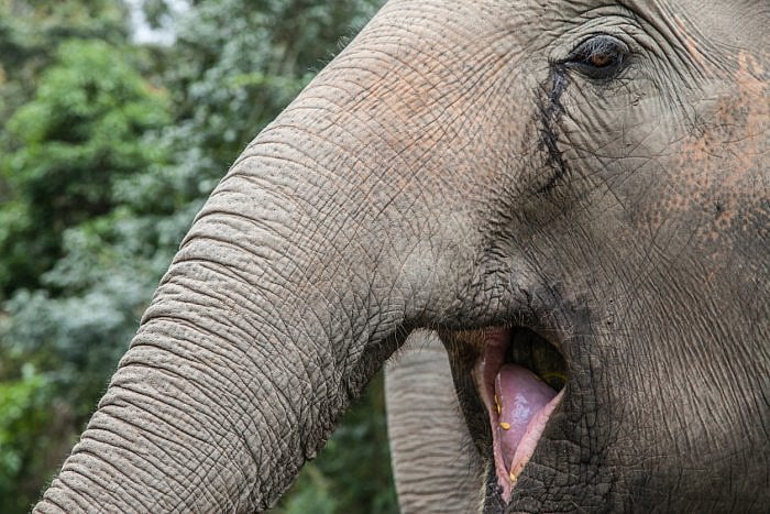 The 10-member team of experts, formed to carry out the post-mortem examination, submitted their report to the Forest Department of the Assam government on May 27, 15 days after the tragic incident in the Nagaon Forest Division. Credit: iStock Photo