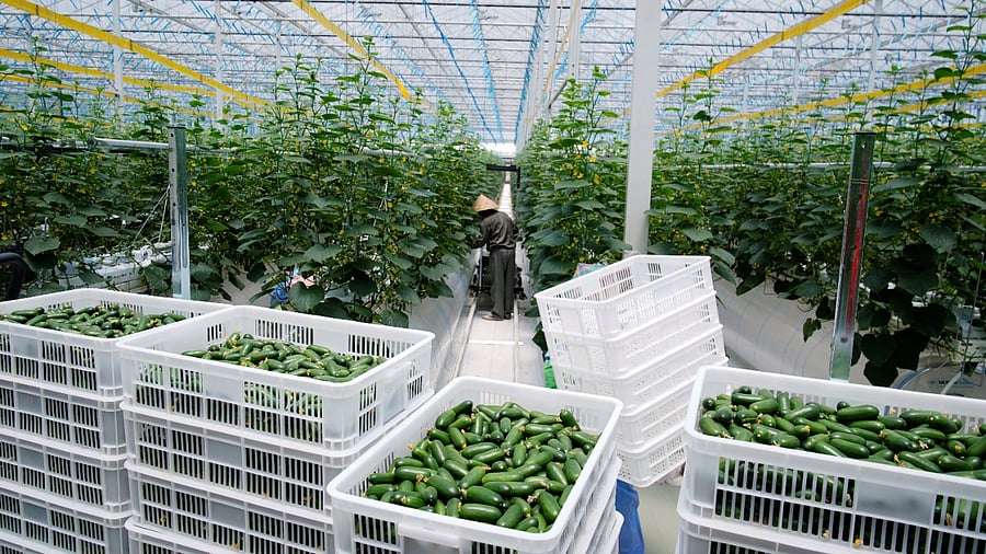 A farmer gathers cucumbers at Hengda greenhouse in Shanghai, China. Credit: Reuters Photo