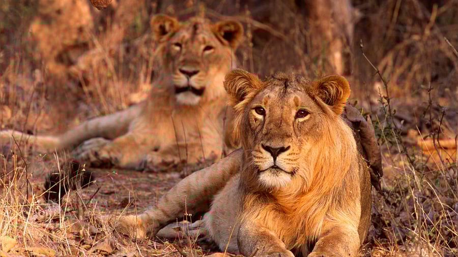 <div class="paragraphs"><p>A pair of lions.&nbsp; </p></div>