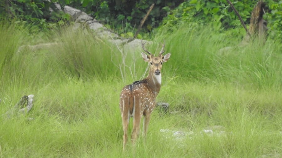Raimona National Park in Western Assam's Kokrajhar district. Credit: Assam Forest Department