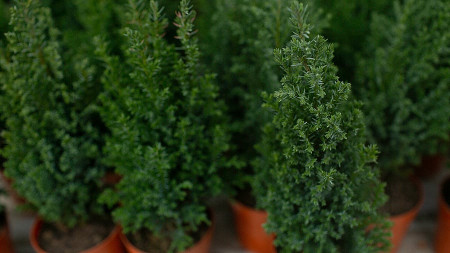 Miyawaki forests absorb 30% more carbon dioxide than conventional forests, reduce noise and dust emissions by 30%, and remain 30% greener. Credit: iStockPhoto