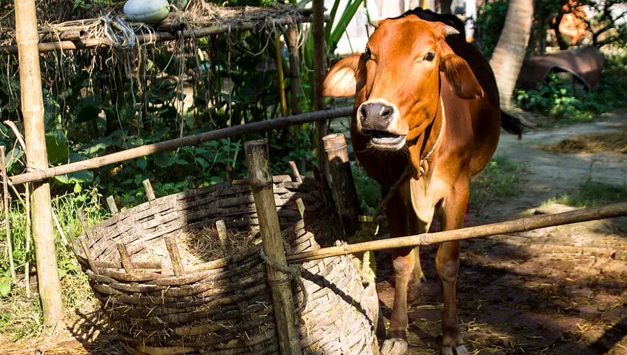 Representative Image. Credit: iStock Photo