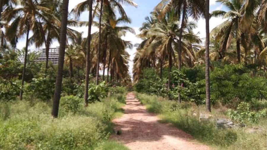 The mini-Lalbagh will have all the facilities required to attract daily joggers and visitors. Credit: DH Photo