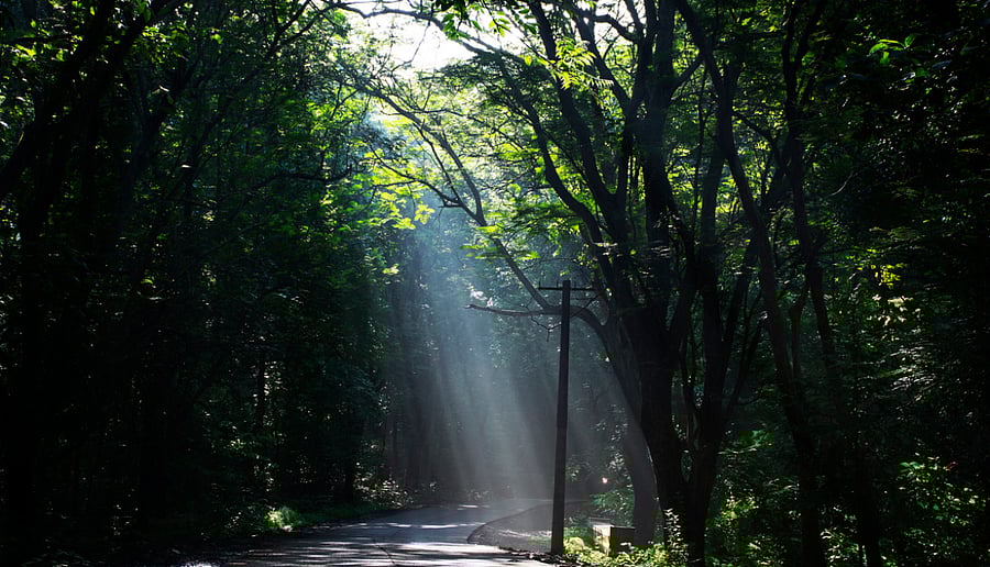 The Sanjay Gandhi National Park (SGNP) has the largest leopard density in the world. Credit: iStock Photo