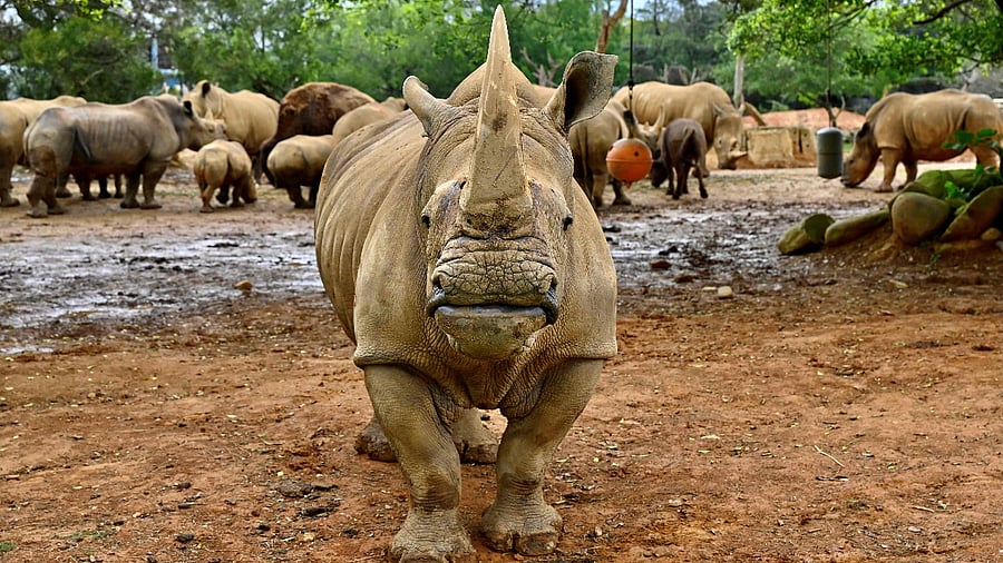 Emma, a southern white five-year-old female rhino, stands in front of other rhinos before her travel from Taiwan Hsinchu’s Leofoo Village Zoo to Japan’s Tobu Zoo for breeding. Credit: AFP Photo