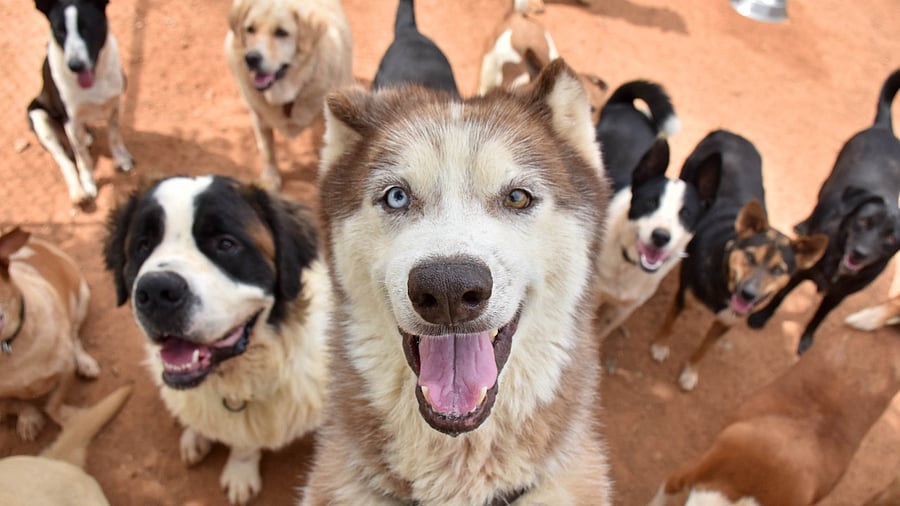 <div class="paragraphs"><p>Representative image of dogs.</p></div>