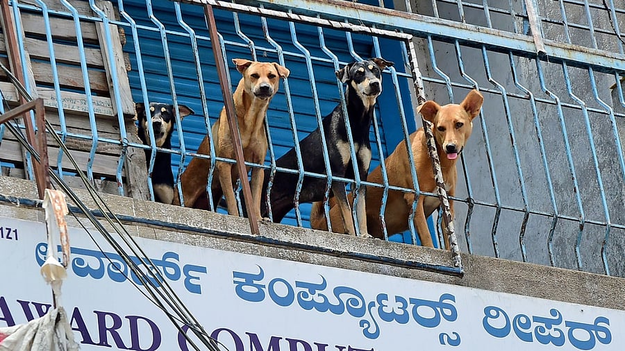 Representative Image. Credit: DH File Photo