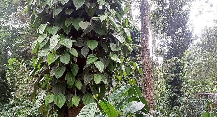 Budding pepper vines at a plantation in Kitturu village of Somwarpet taluk.