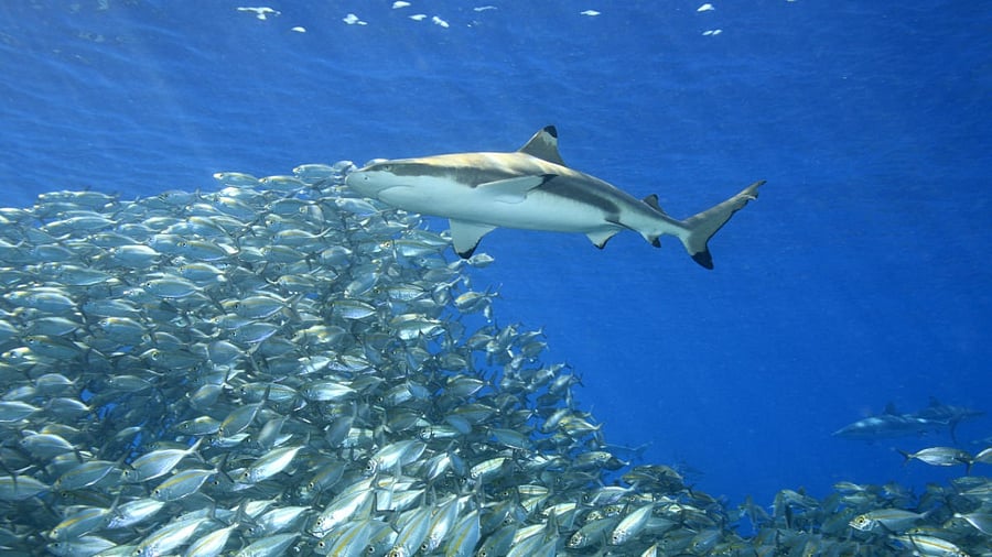 Credit: Getty Images