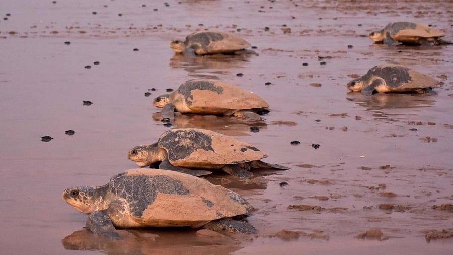 Newly-hatched baby Olive Ridley turtles are dwarfed by the larger adults as they make their way to the sea on a beach in Ganjam district in eastern India's Odisha state on April 19, 2018. Credit: AFP Photo