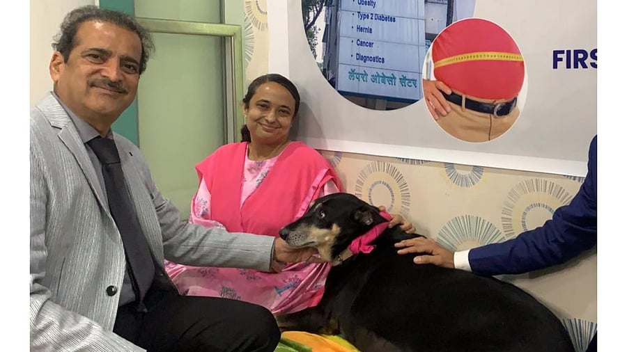 The 8-and-half-year-old female cross-breed Indie, Deepika was 50 kgs before she went under the knife. Credit: Special arrangement