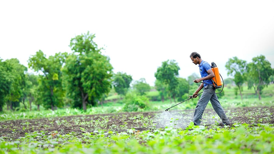 Last year, the actual price of DAP was Rs 1,700 per bag, on which the central government was giving a subsidy of Rs 500. Credit: iStock Photo