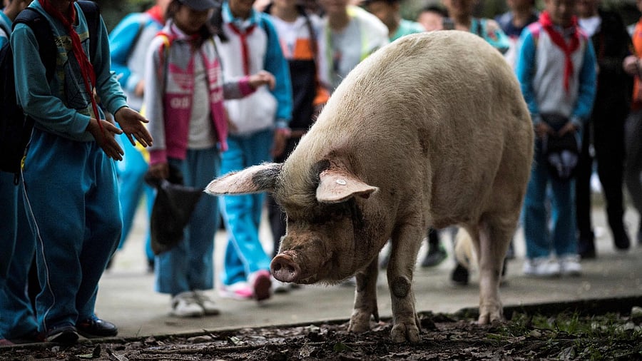 This file photo taken on April 25, 2018 shows a pig known as "Zhu Jianqiang", who became a national icon after it survived the devastating earthquake 10 years ago, walking next to schoolchildren at a museum in Anren, Sichuan province. Credit: AFP Photo