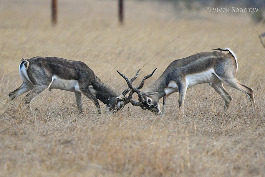 Blackbuck spotted in Bidar district. Photo by Vivek Baburao and Jyoti M Biradar