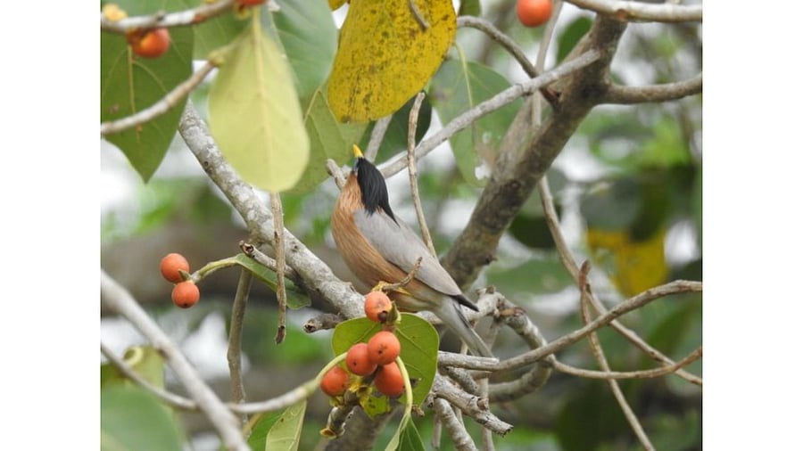 A fig tree in the Western Ghats. Credit: Anitha Pailoor