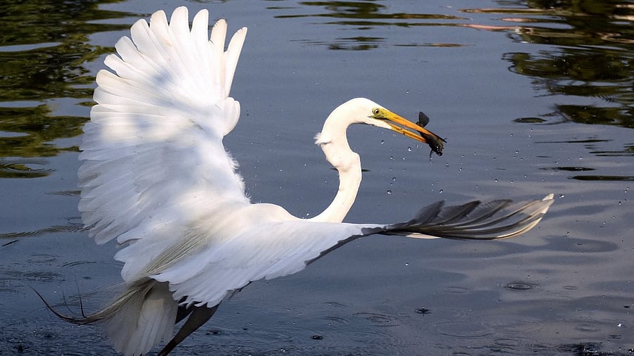 88 egret fledglings have been rescued and sent to the Centre for Wildlife Rehabilitation and Conservation at Kaziranga. Credit: PTI File Photo