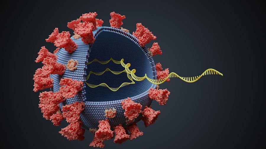 The Covid-19 pandemic, caused by the coronavirus SARS-CoV-2, is so far responsible for more than 3.8 million deaths. Credit: iStock Photo