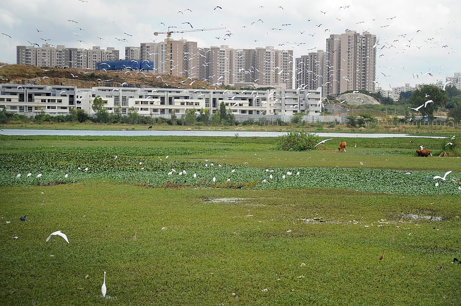 20% of lake land in and around Bengaluru encroached. Credit: DH Photo