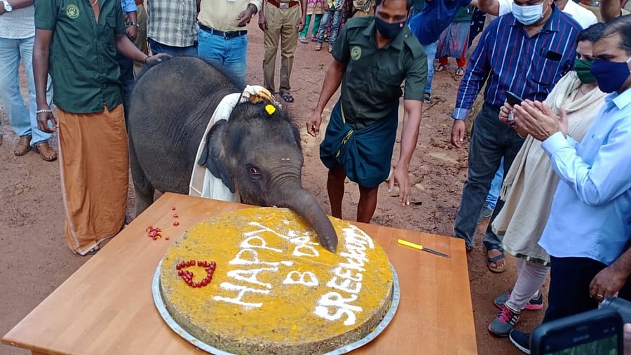 Elephant calf 'Sreekutty' celebrates its first birthday by cutting a cake made of rice and ragi at Kerala Forest Department's Elephant Rehabilitation Centre at Kotoor, about 30 kilometres from Thiruvananthapuram. Credit: File photo/Special arrangement