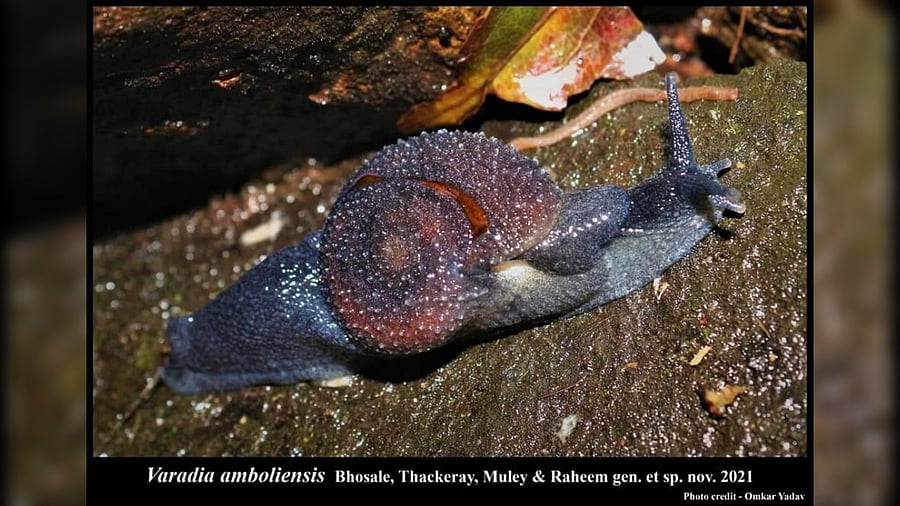 'Varadia amboliensis', a new genus and species has been described. Credit: Facebook/Varad Giri