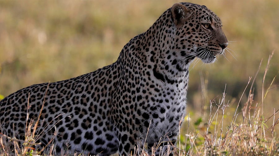 Leopard numbers in India grew more than 60 per cent between 2014 and 2018 to almost 13,000. Credit: Reuters Photo