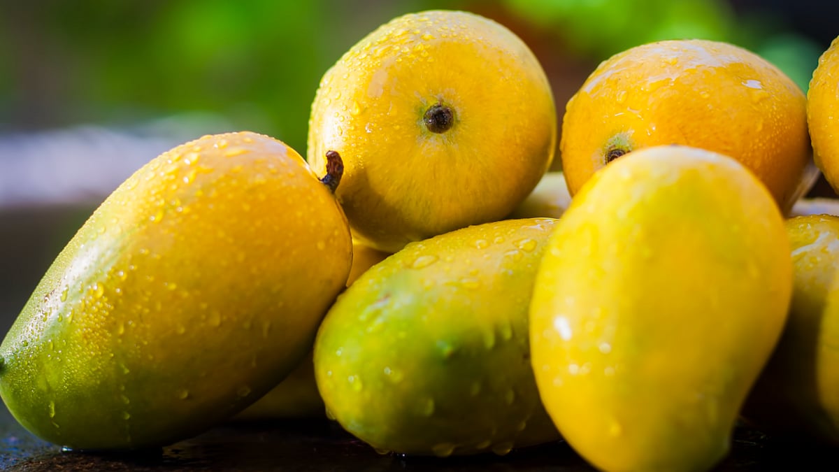Not an 'aam baat': This tree in Uttar Pradesh grows 121 types of mangoes