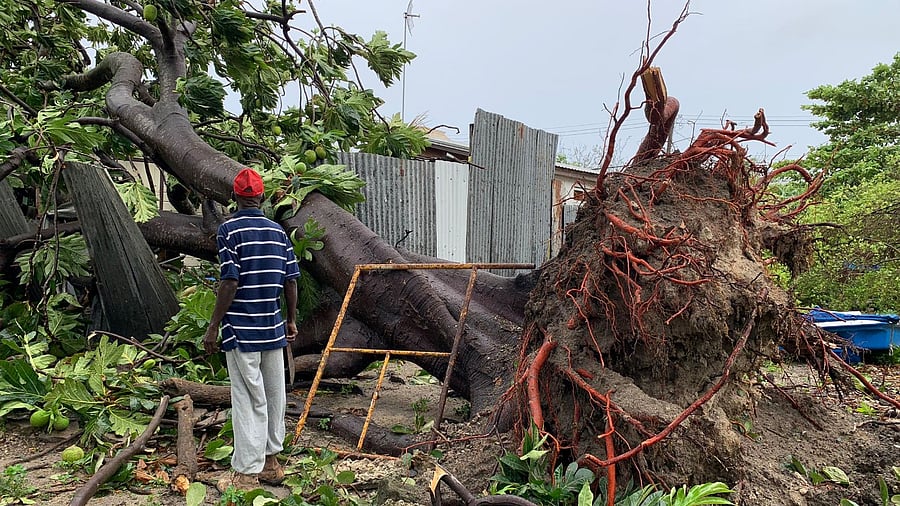 A man looks at an uprooted tree after strong winds of Hurricane Elsa passed St. Michael, Barbados July 2, 2021. Credit: Reuters Photo