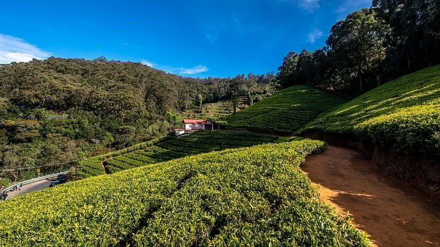 A tea garden in Ooty. Credit: iStock Photo