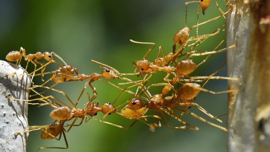 Representative Image. Credit: iStock Photo