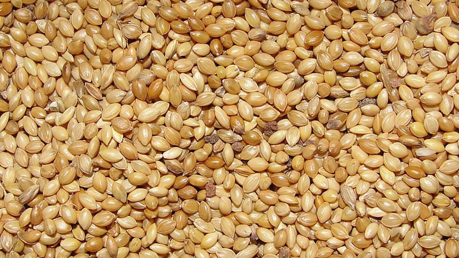 Credit: https://commons.wikimedia.org/ Thamizhpparithi Maari Photo