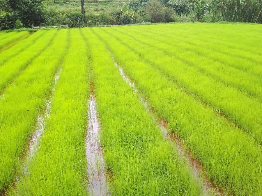 Paddy seedlings ready for transplantation in Bhagamandala.