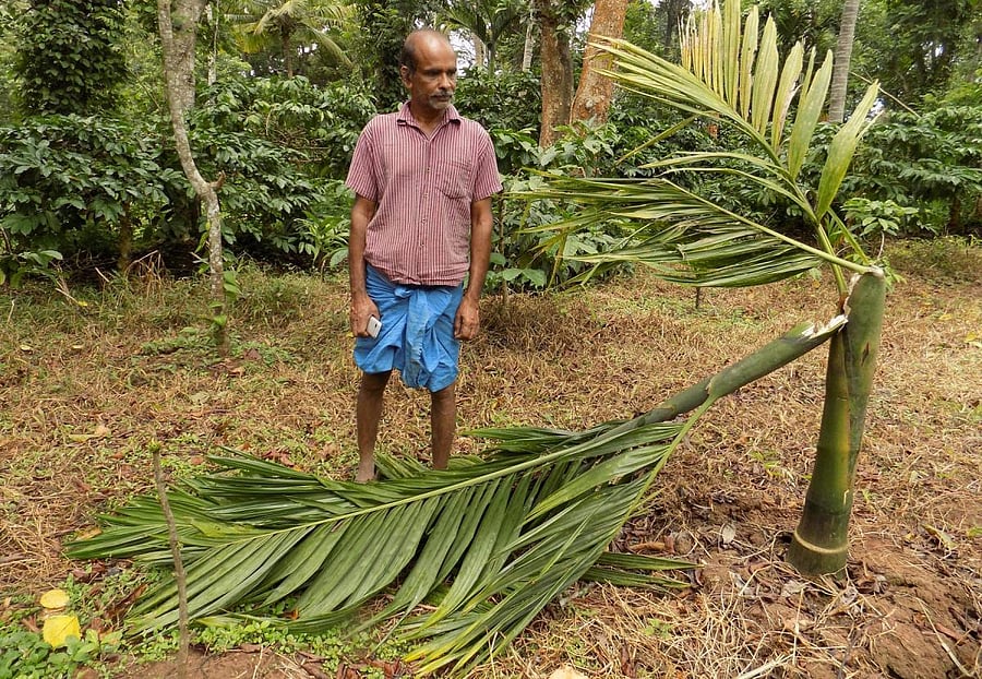 An arecanut plant damaged by elephants in Balaji.