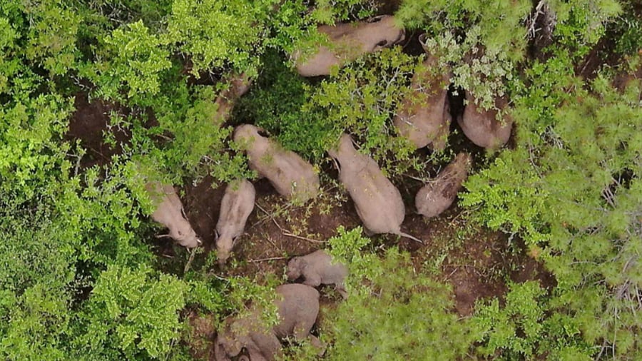Previous research has shown that elephants react to just the seismic component of these rumbles. Credit: AFP Photo