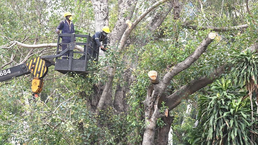 The assurance was given before a bench headed by Chief Justice Abhay Shreeniwas Oka. Credit: DH File Photo