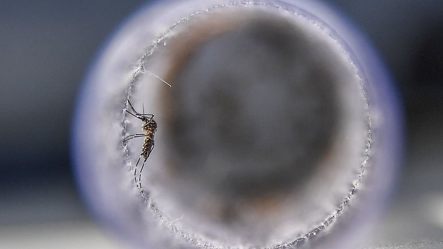 The six districts where co-infections were found include Udupi, Gadag, Ballari, Dharwad, Kolar, and Dakshina Kannada. Credit: AFP Photo