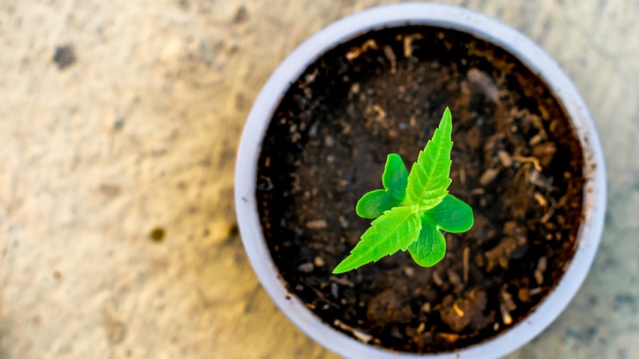 Representative Image. Credit: iStock Photo