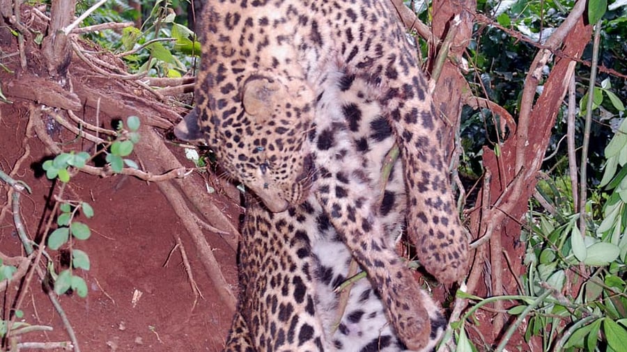 A leopard caught in a wire trap. Credit: Prasanna Kumar