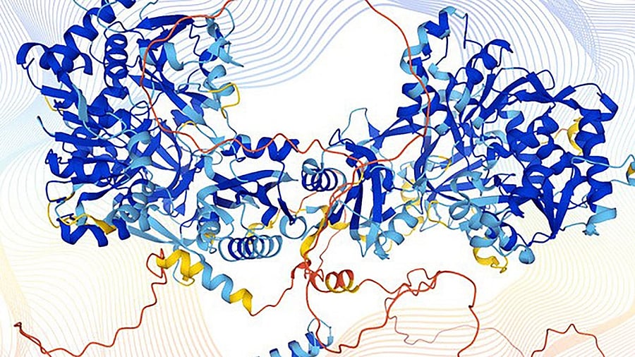 An image of the structure of a human protein modelled by the AlphaFold computer programme. Credit: AFP Photo/EMBL-EBI/Karen Arnott